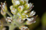 Field pepperweed